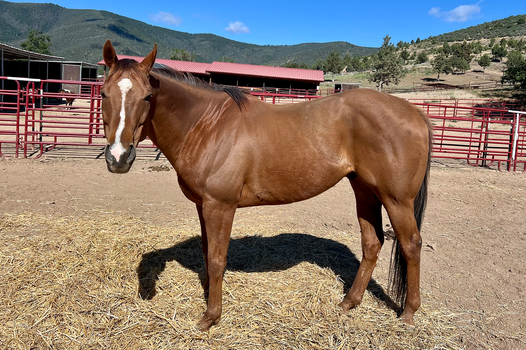Brown horse standing in a dirt paddock with red fencing and a white blaze on its face, mountains in the background.
