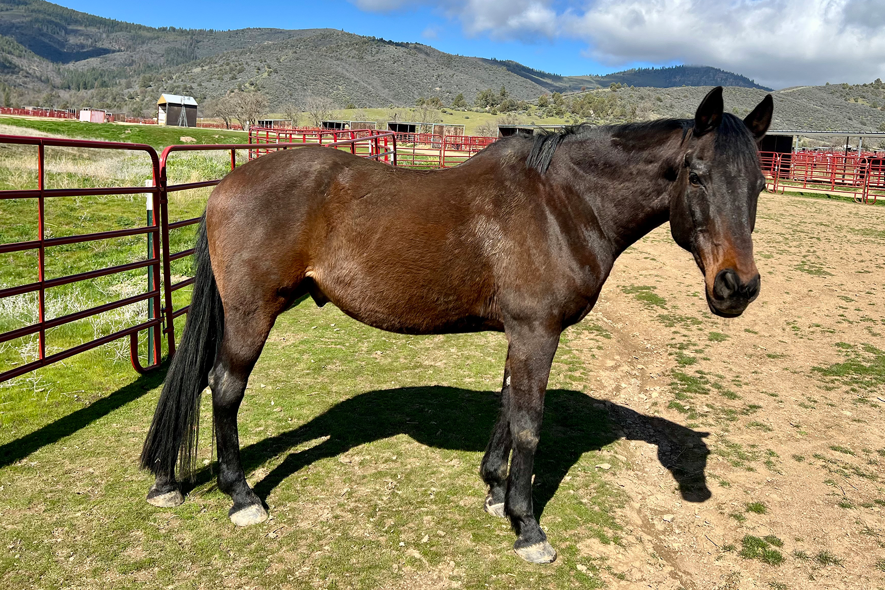 Brown horse standing in a grassy corral with red fences and a mountainous backdrop under a blue sky.