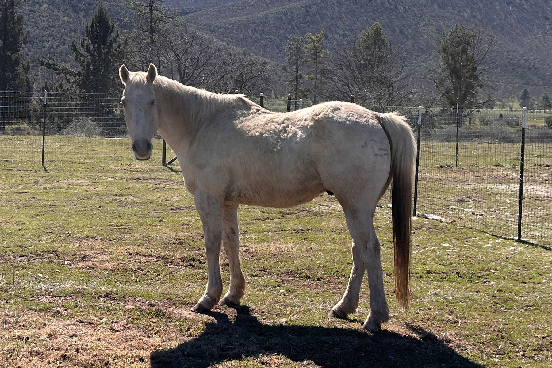 Cream-colored horse standing in a fenced pasture with hills in the distance.