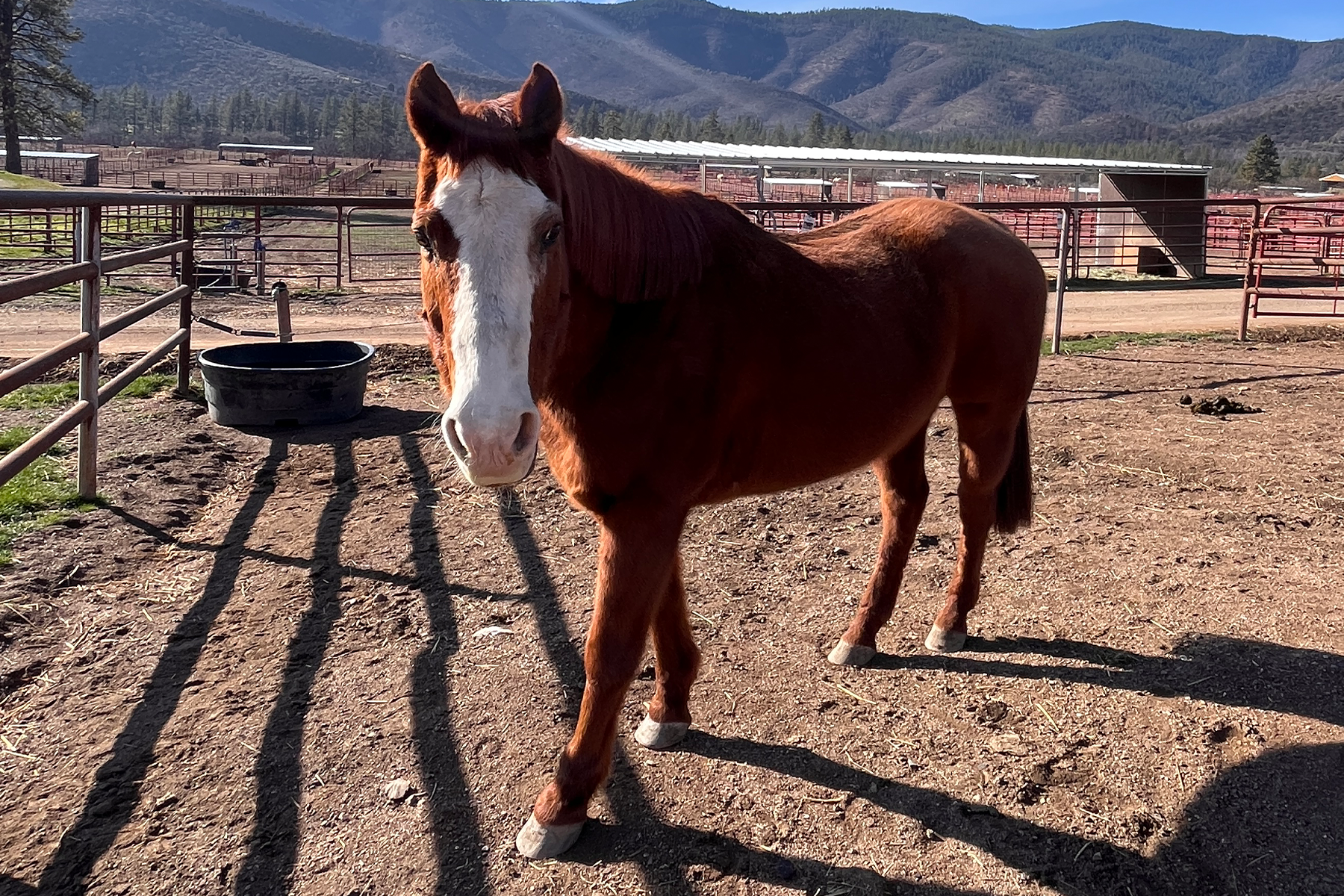 Brown horse with white blaze on the face standing in a dirt corral, mountains in the background.