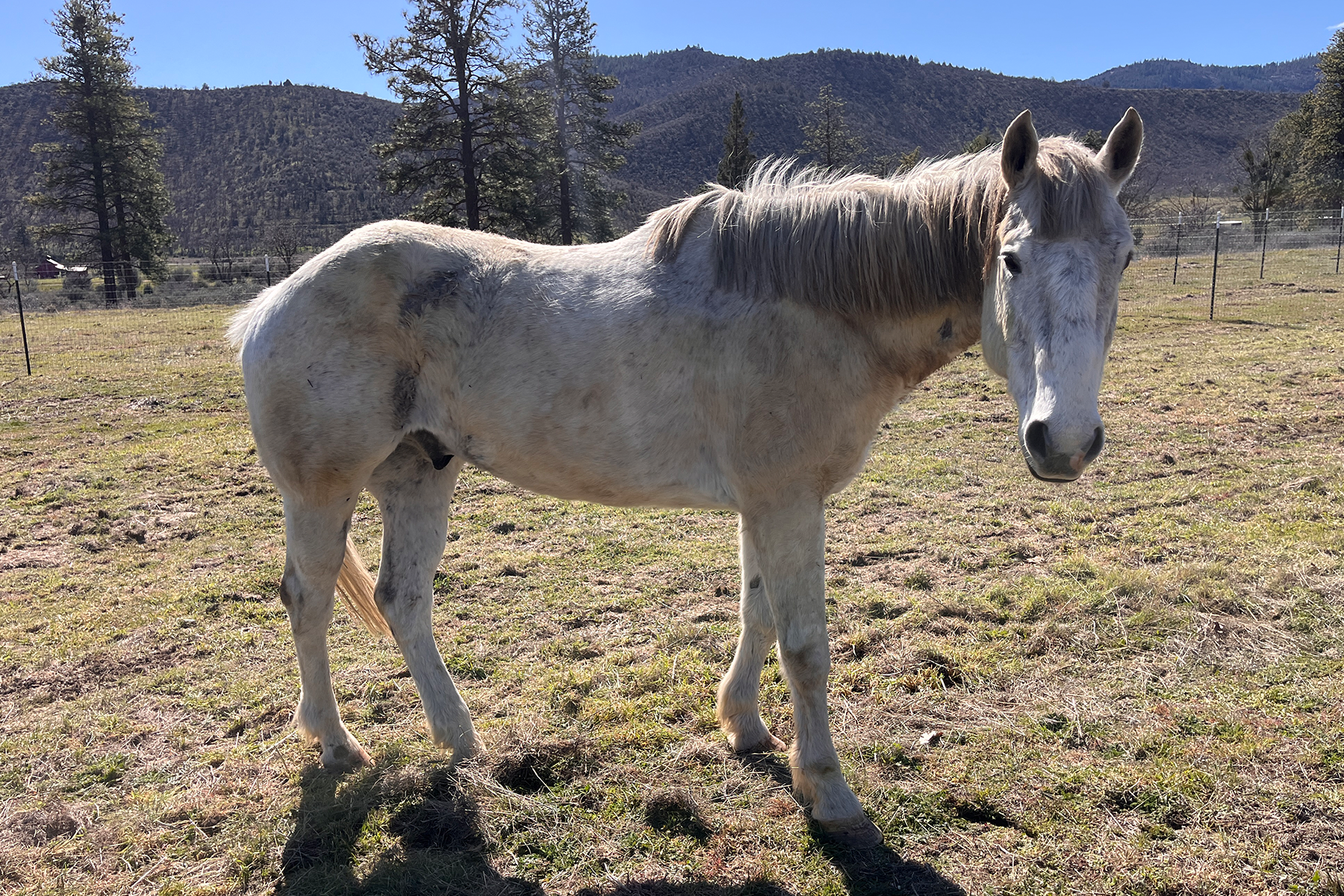 Gray horse standing in a grassy pasture with distant hills and trees under a clear blue sky, facing the camera.