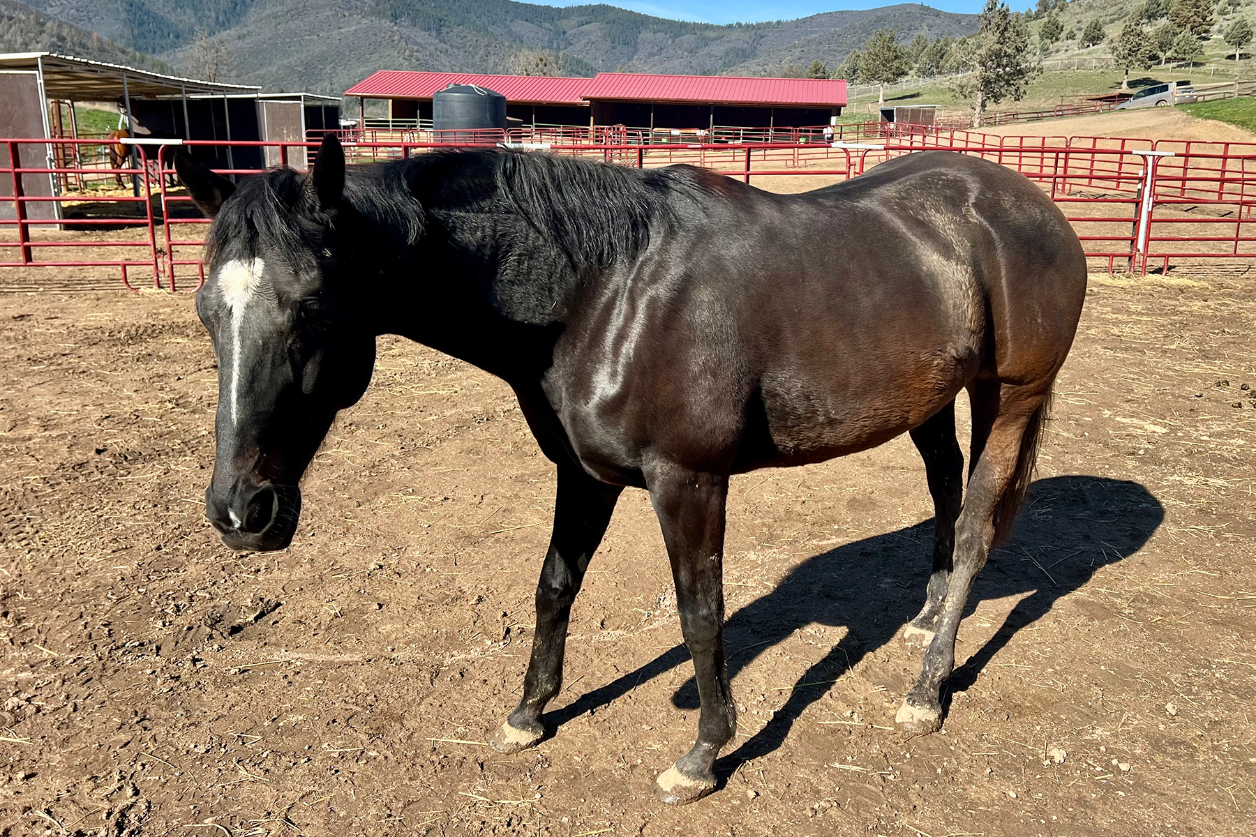 Black horse with a white blaze stands in a dirt paddock at a ranch, with red fencing and red-roofed barns in the background.