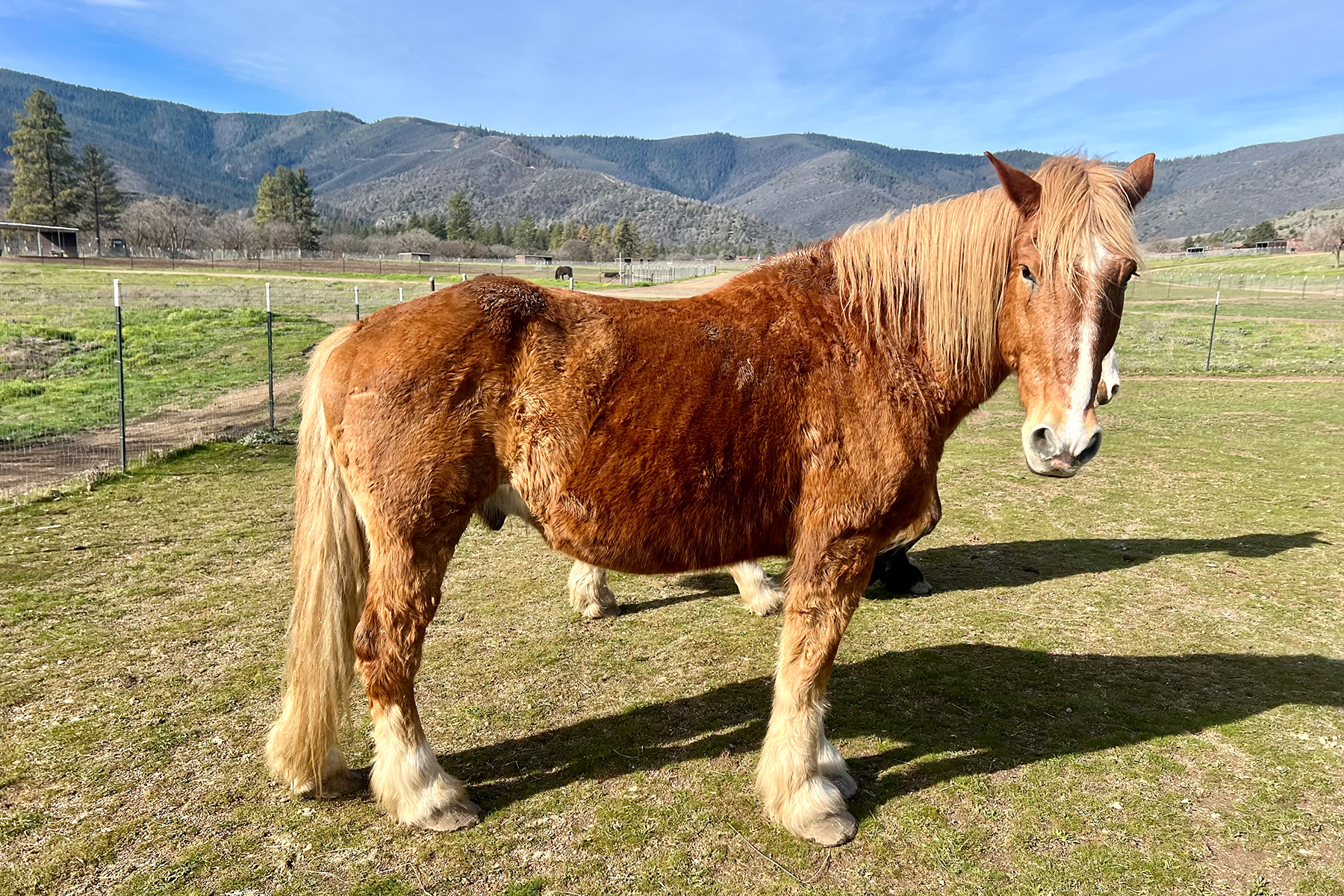 Brown horse with a shaggy mane standing in a fenced pasture, mountains and blue sky in the background.