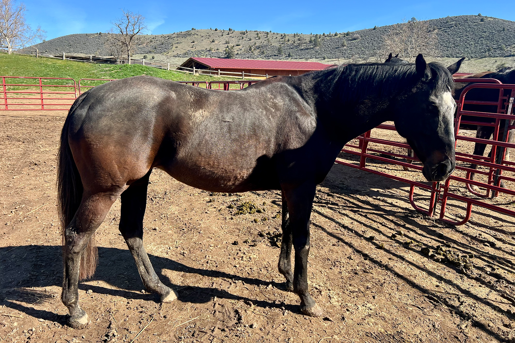 Dark brown horse standing in a dirt paddock with red metal fencing and a hill in the background under a blue sky.