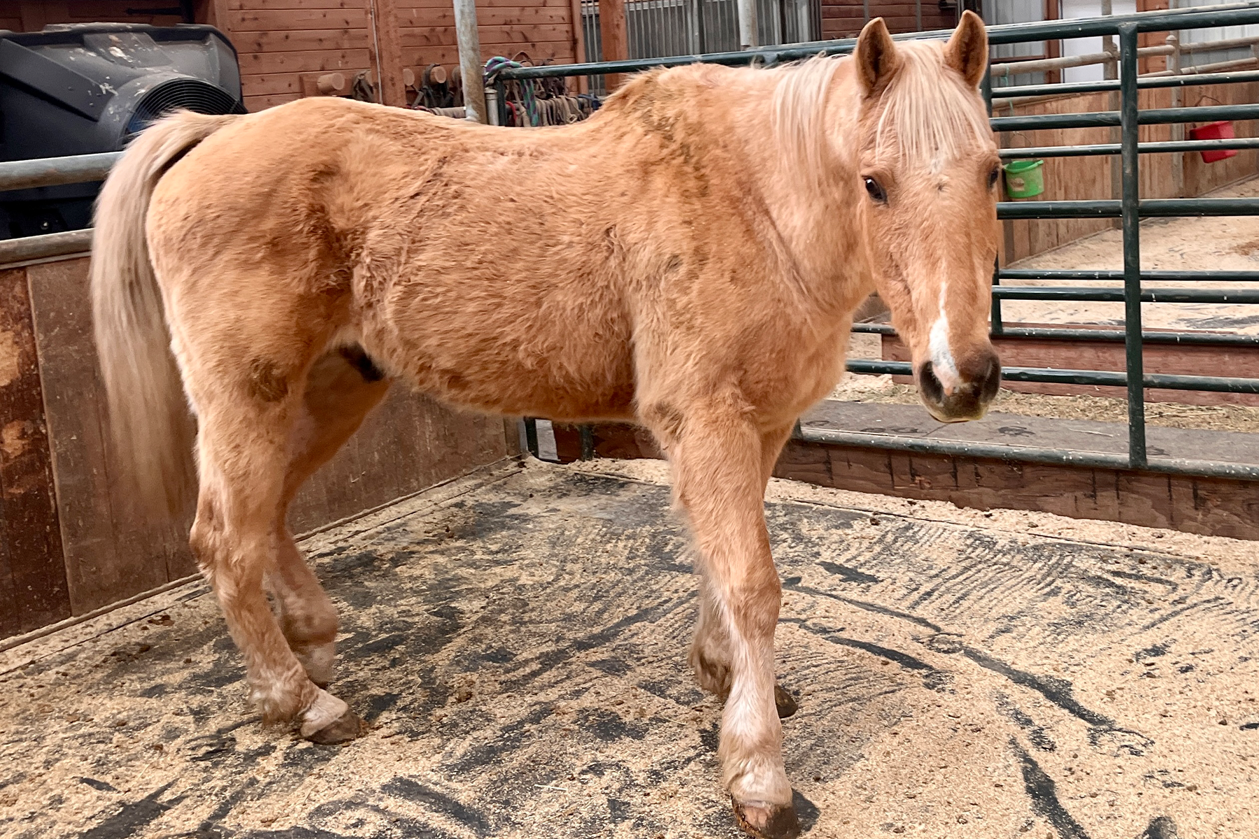 Palomino horse standing in a dusty barn pen with green metal rails in the background.