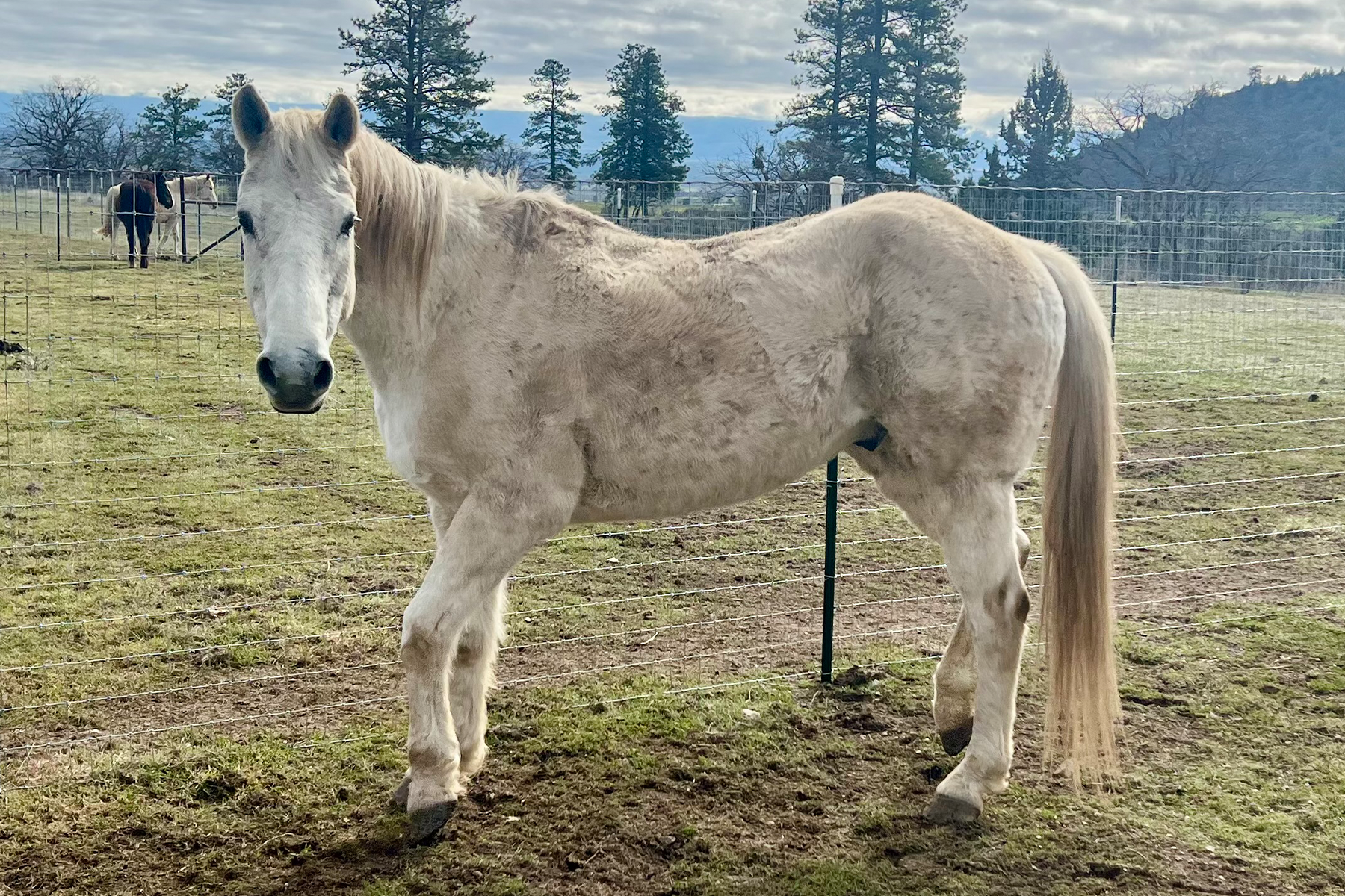 A light-colored horse standing in a fenced field, facing the camera with other horses in the background and trees beyond.