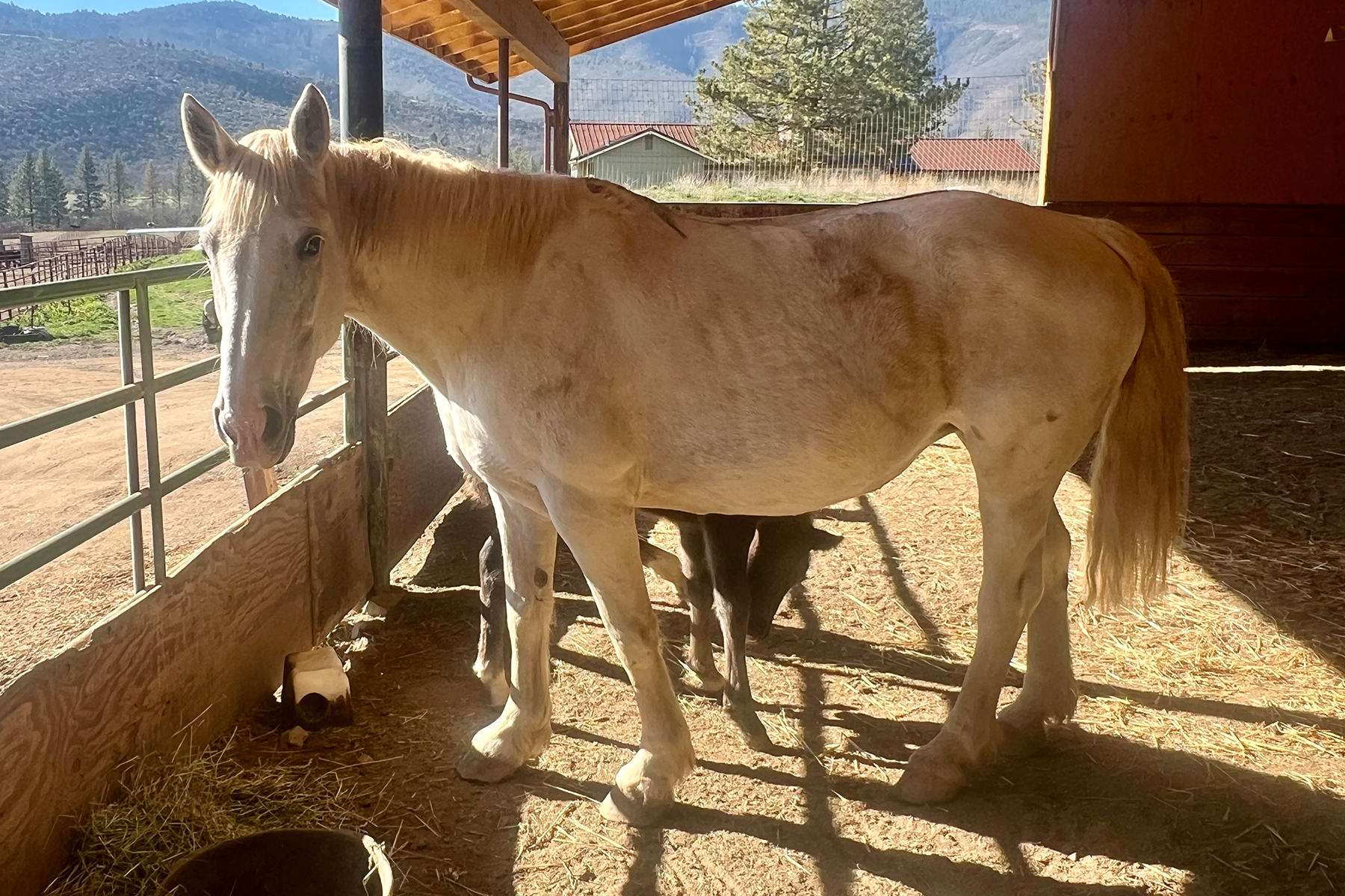Cream-colored horse standing in a sunny barn stall with hay on the ground and mountains in the background
