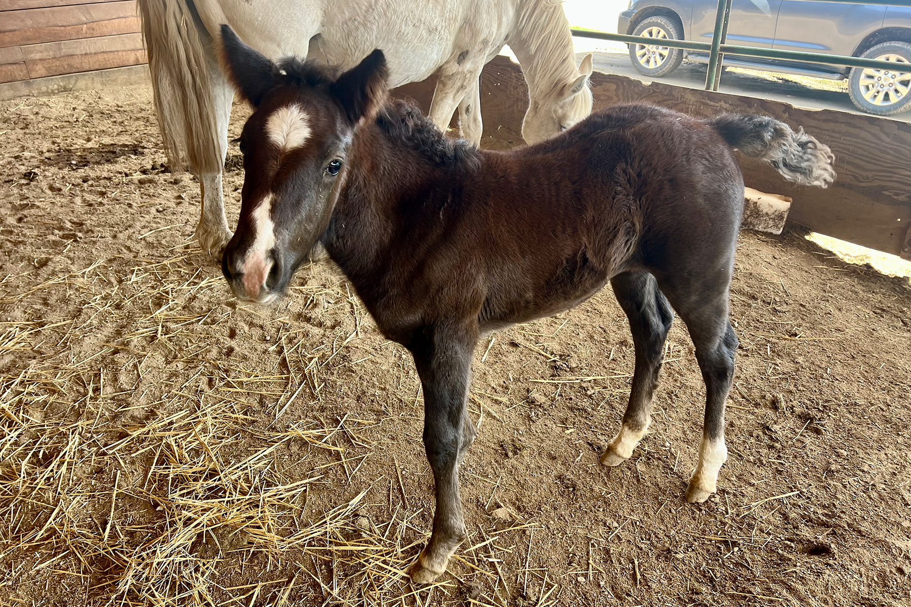 Dark brown foal with a white blaze on its face stands on straw beside a light-colored mare in a barnyard setting.