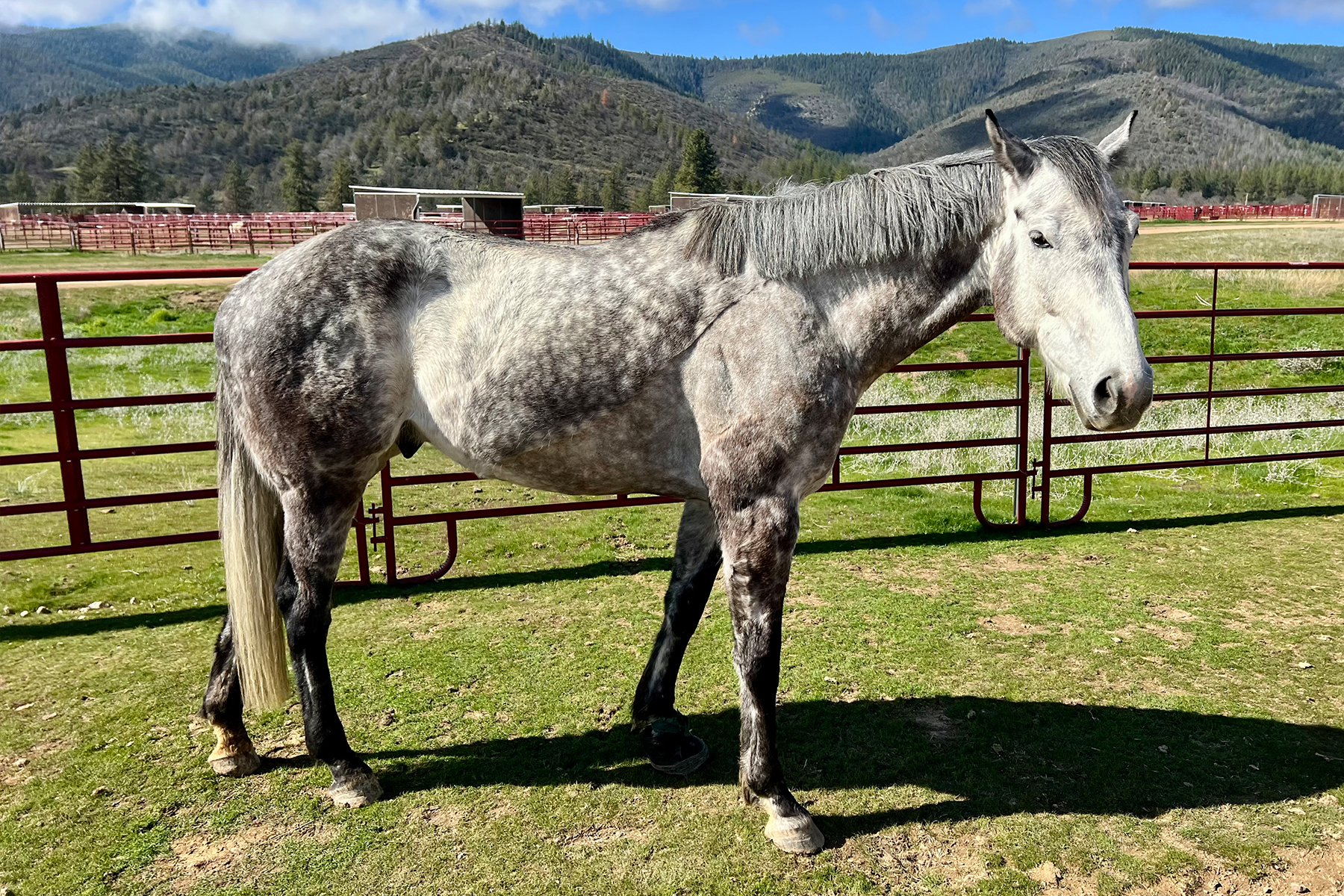 Grey dappled horse standing in a red metal corral on a grassy field with forested mountains in the background.