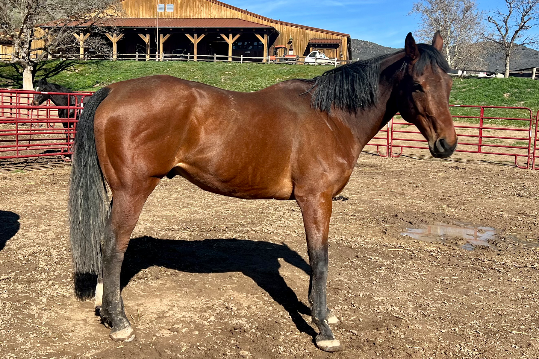 Brown horse standing in a dirt paddock beside a red metal fence, with a wooden barn and blue sky in the background.