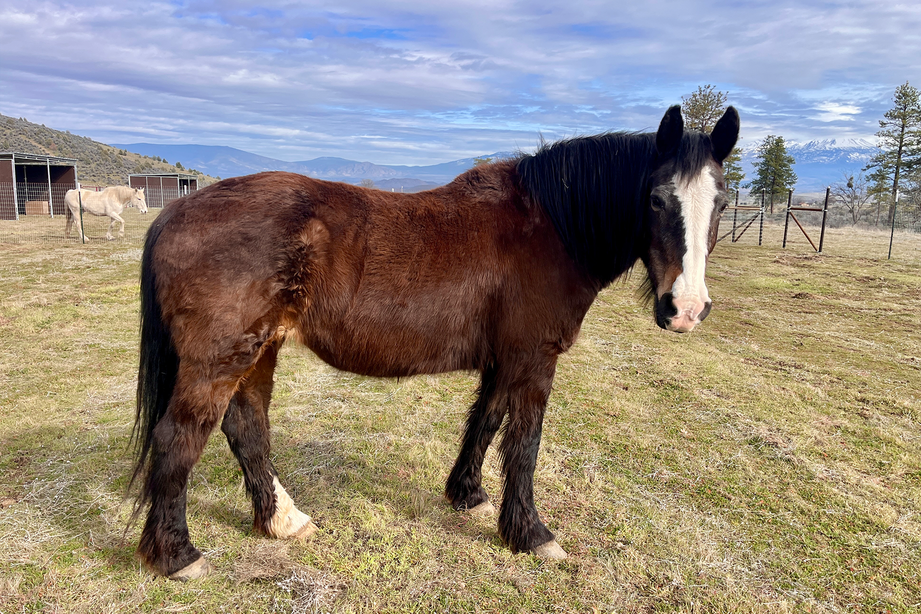 A brown horse with a white blaze on its face stands in a grassy field, with a fence and distant mountains in the background.