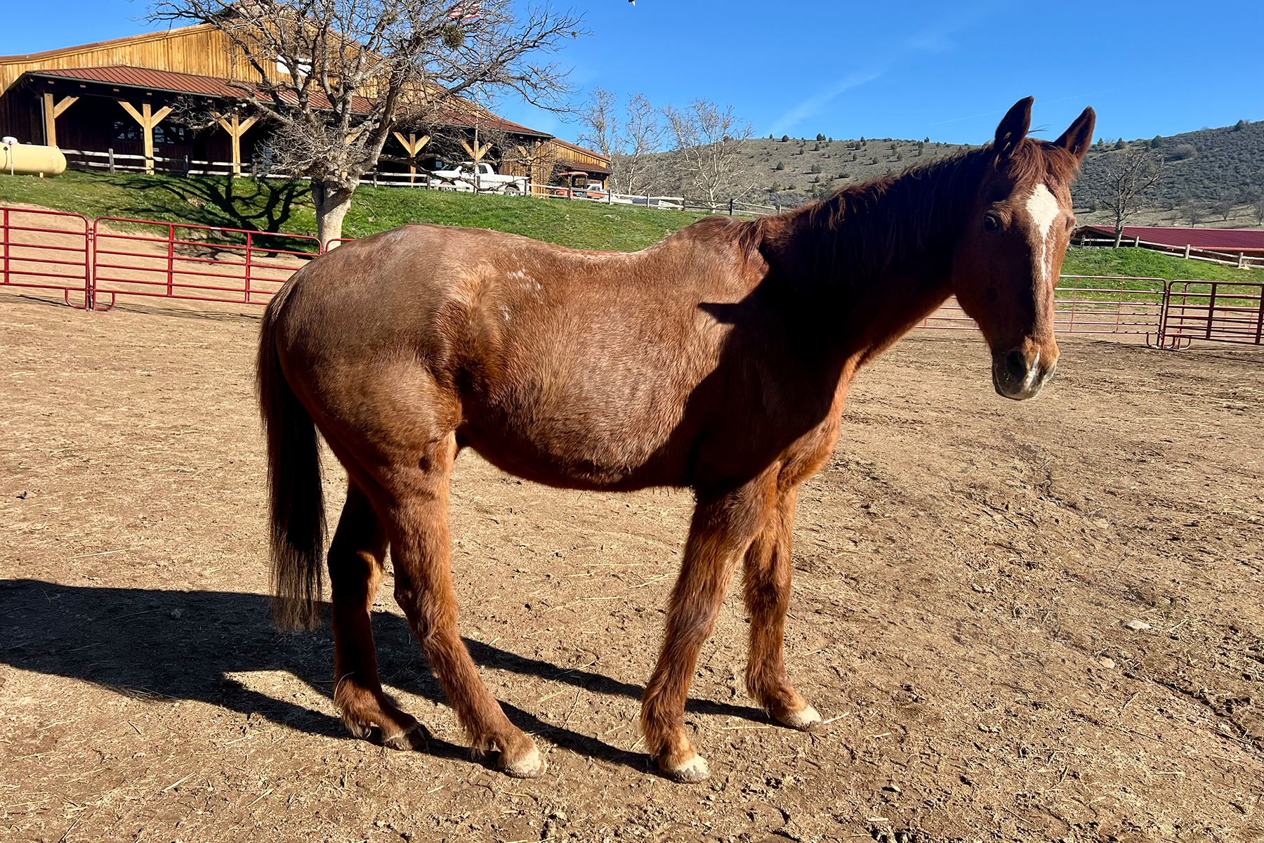 Brown horse standing in a dusty paddock with red fencing and a wooden barn in the background on a sunny day