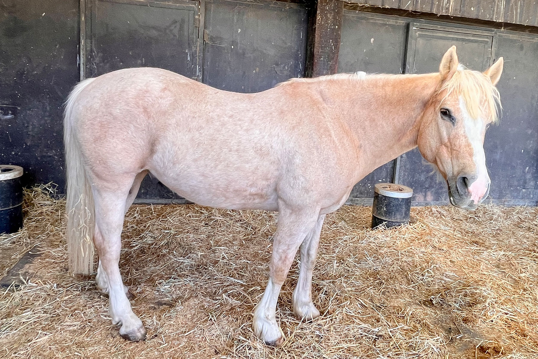 Palomino horse standing in a barn stall on straw bedding, facing right with a light mane and pink muzzle visible.