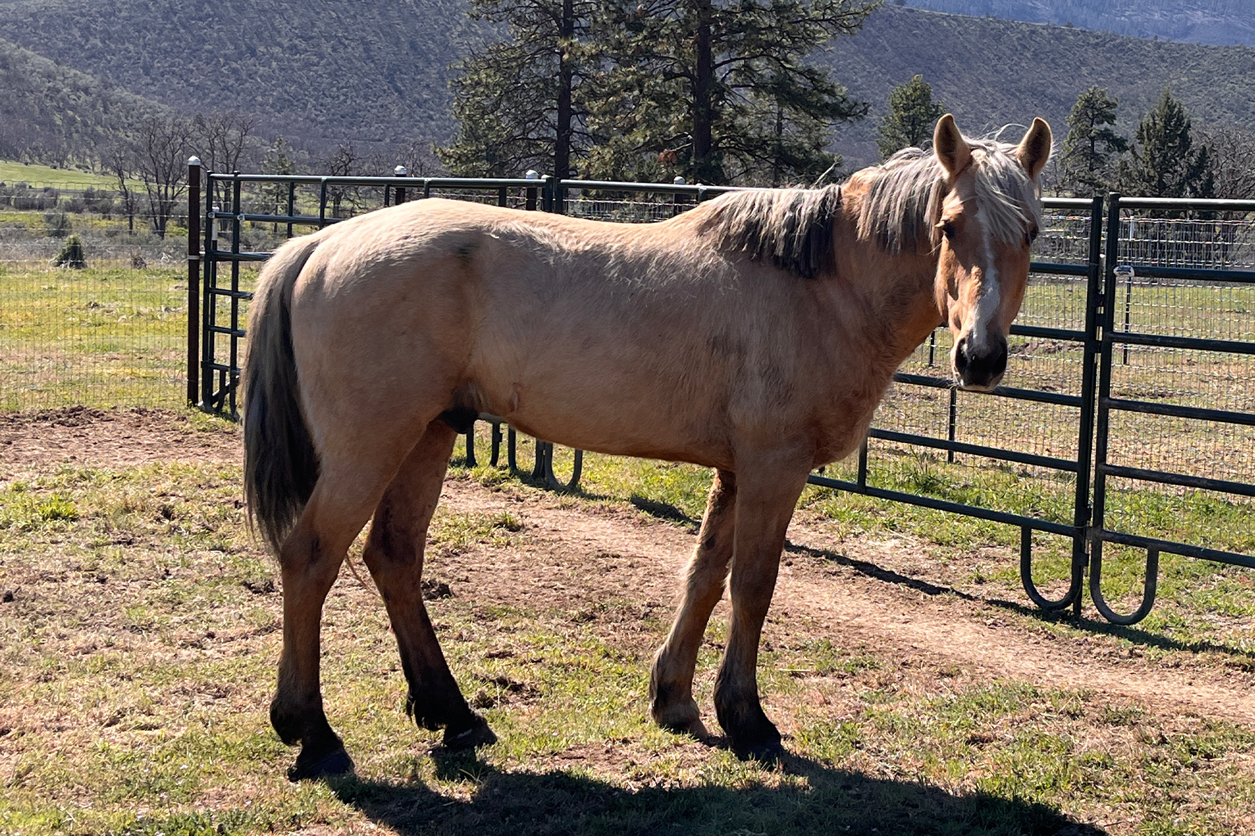 Palomino horse standing in a fenced paddock with hillside landscape in the background.