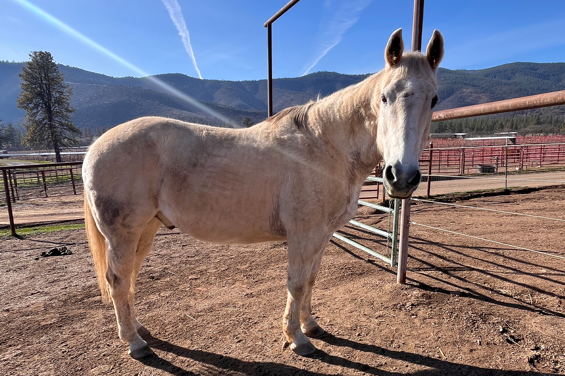 Light palomino horse standing in a dirt corral with mountains in the background on a sunny day.