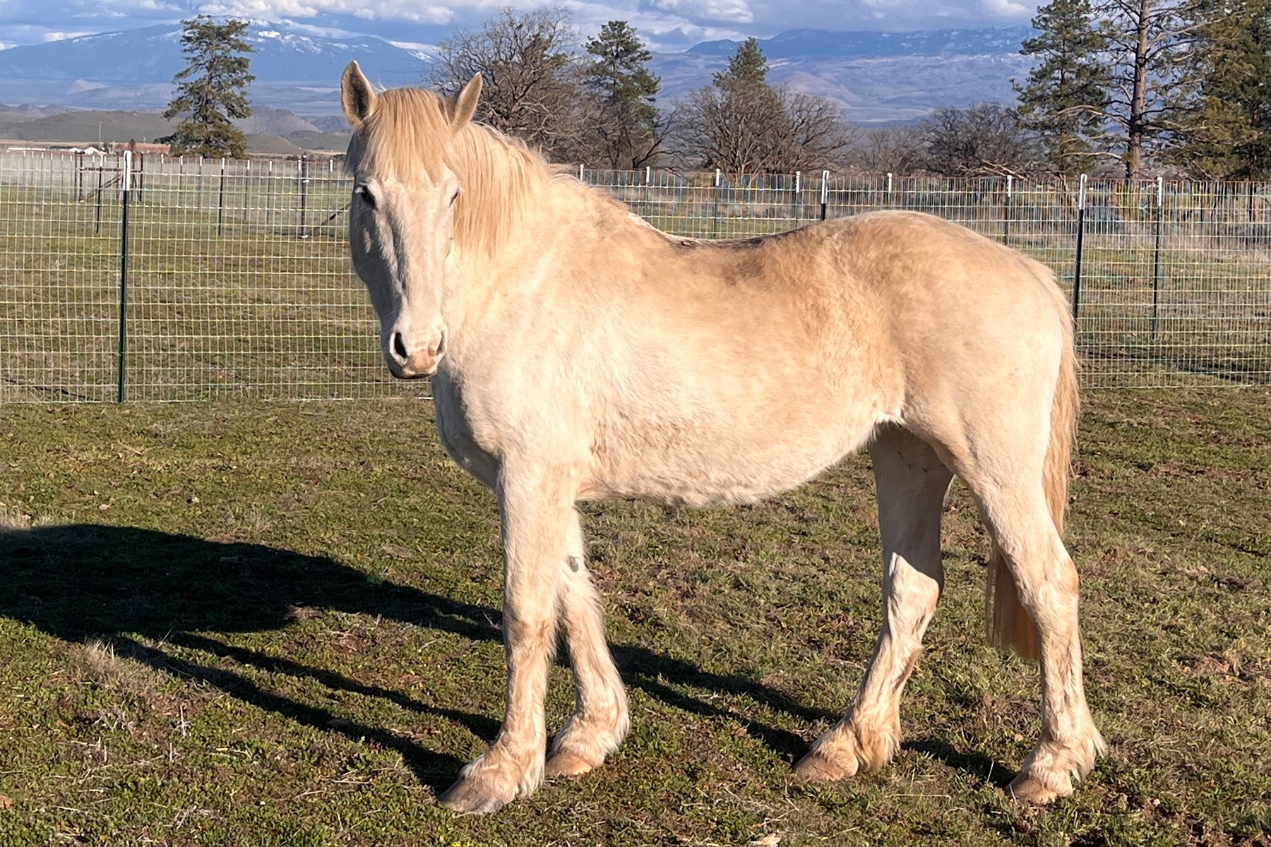 Palomino horse standing in a fenced pasture with distant mountains and clear blue sky behind it.