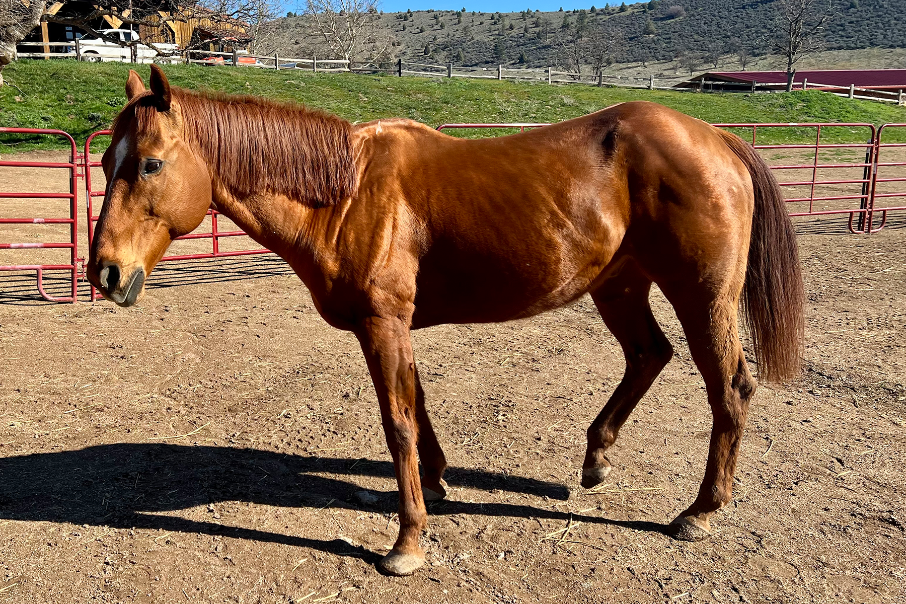 Chestnut horse standing in a dirt paddock beside red fencing with hills in the background.