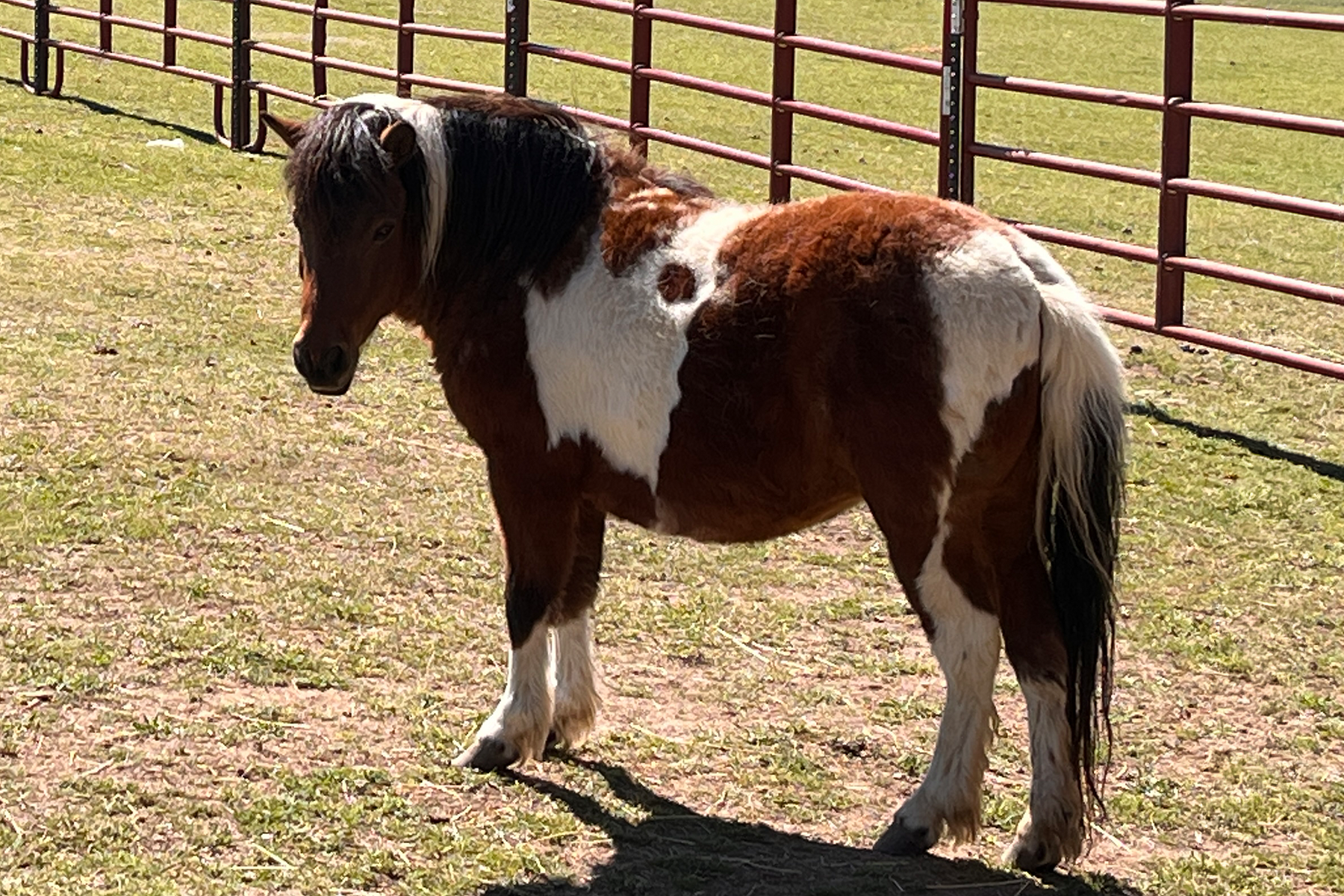 Piebald pony standing in a sunlit grassy paddock beside a red metal fence.