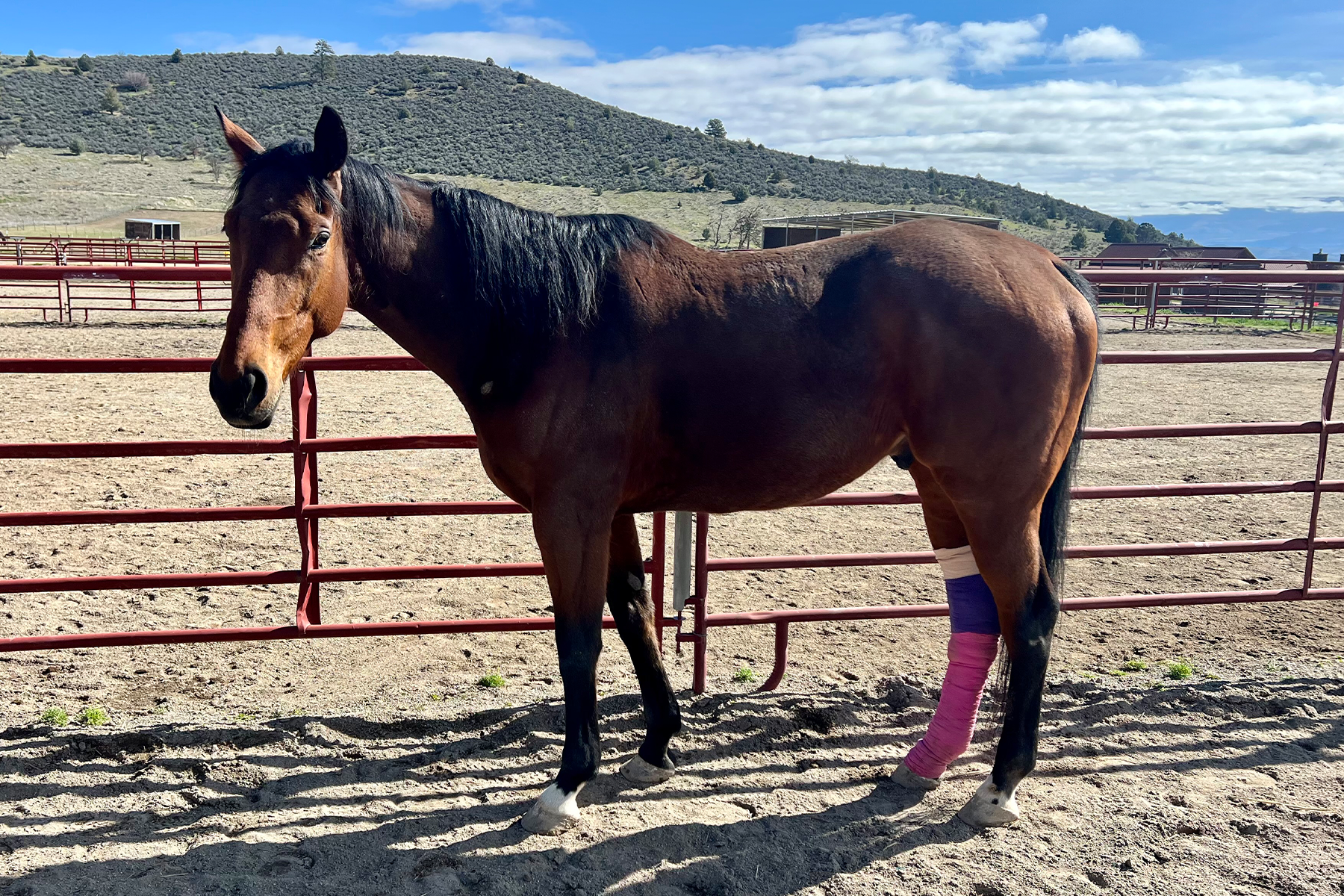 Brown horse with black mane in a red metal corral, pink wraps on its hind legs, standing on dusty ground with hills in the background.