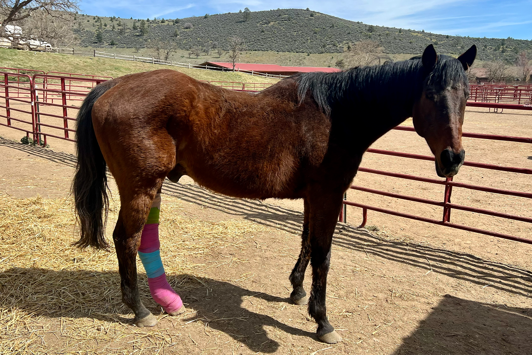 Brown horse with colorful leg wraps standing in a dusty riding pen, red fencing and a hillside landscape in the background