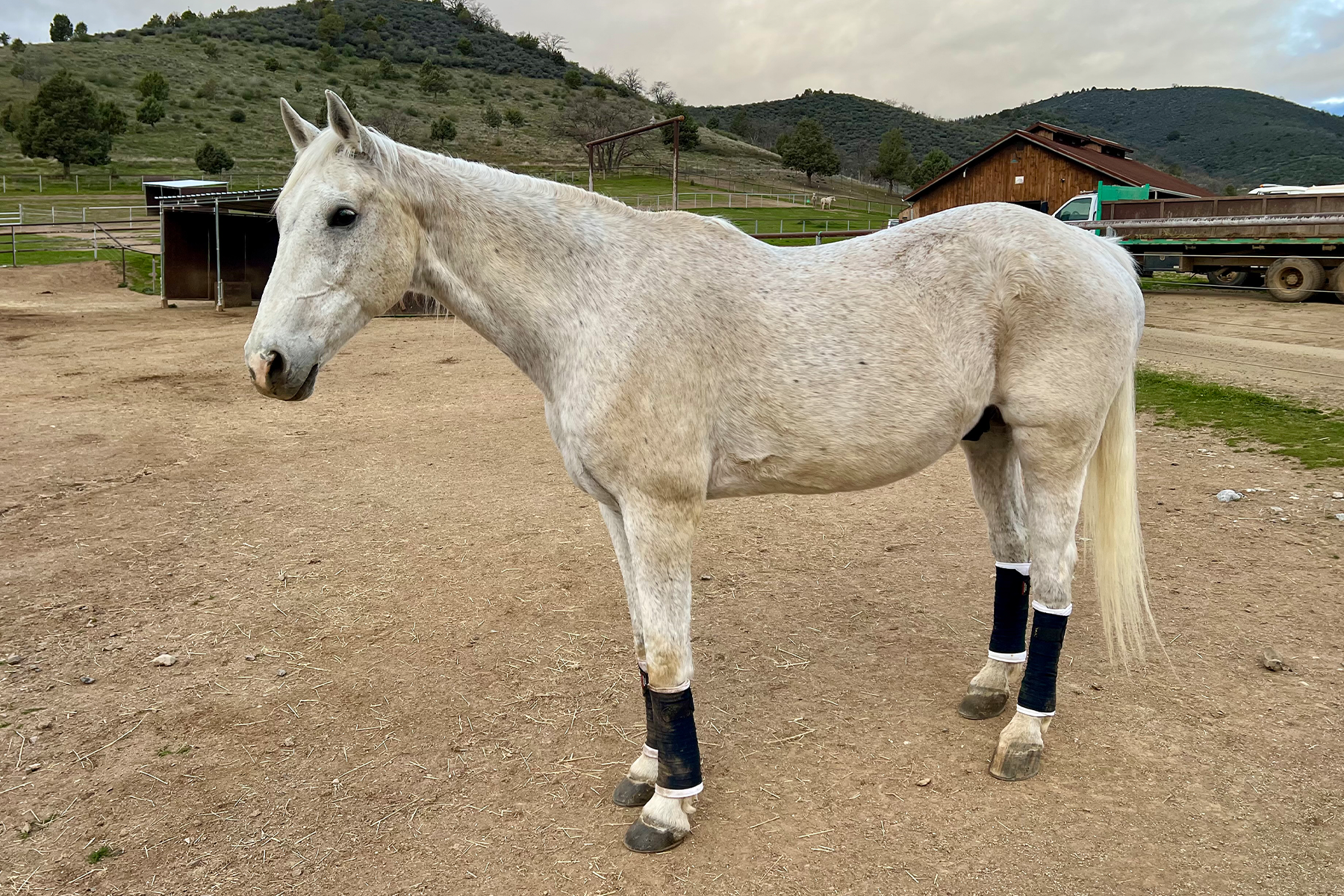 Grey/white horse standing in a dirt paddock with hills and a barn in the background; wears protective leg wraps on all four legs.