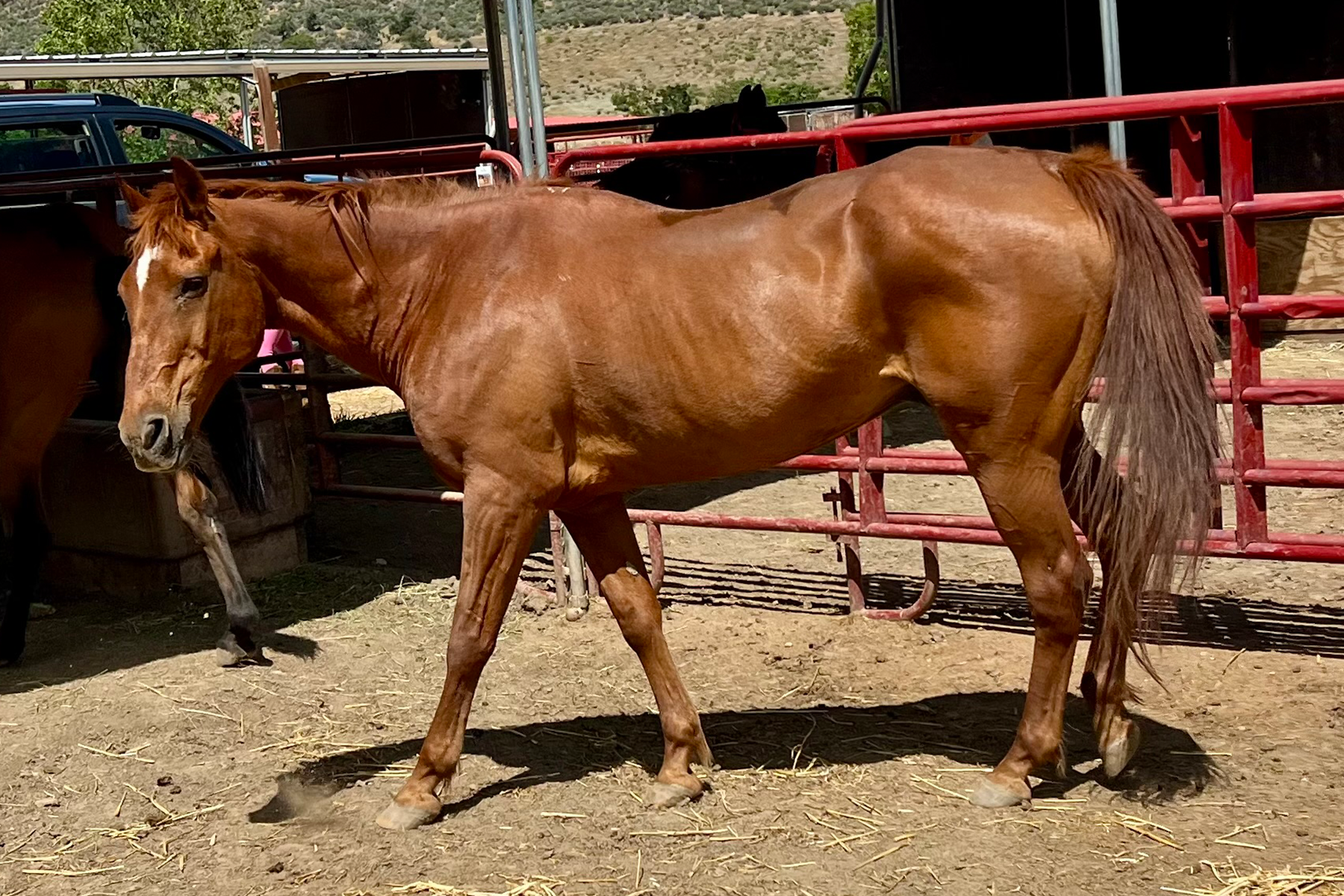Chestnut horse with a white blaze on its face standing in a dusty outdoor paddock beside red metal fencing.