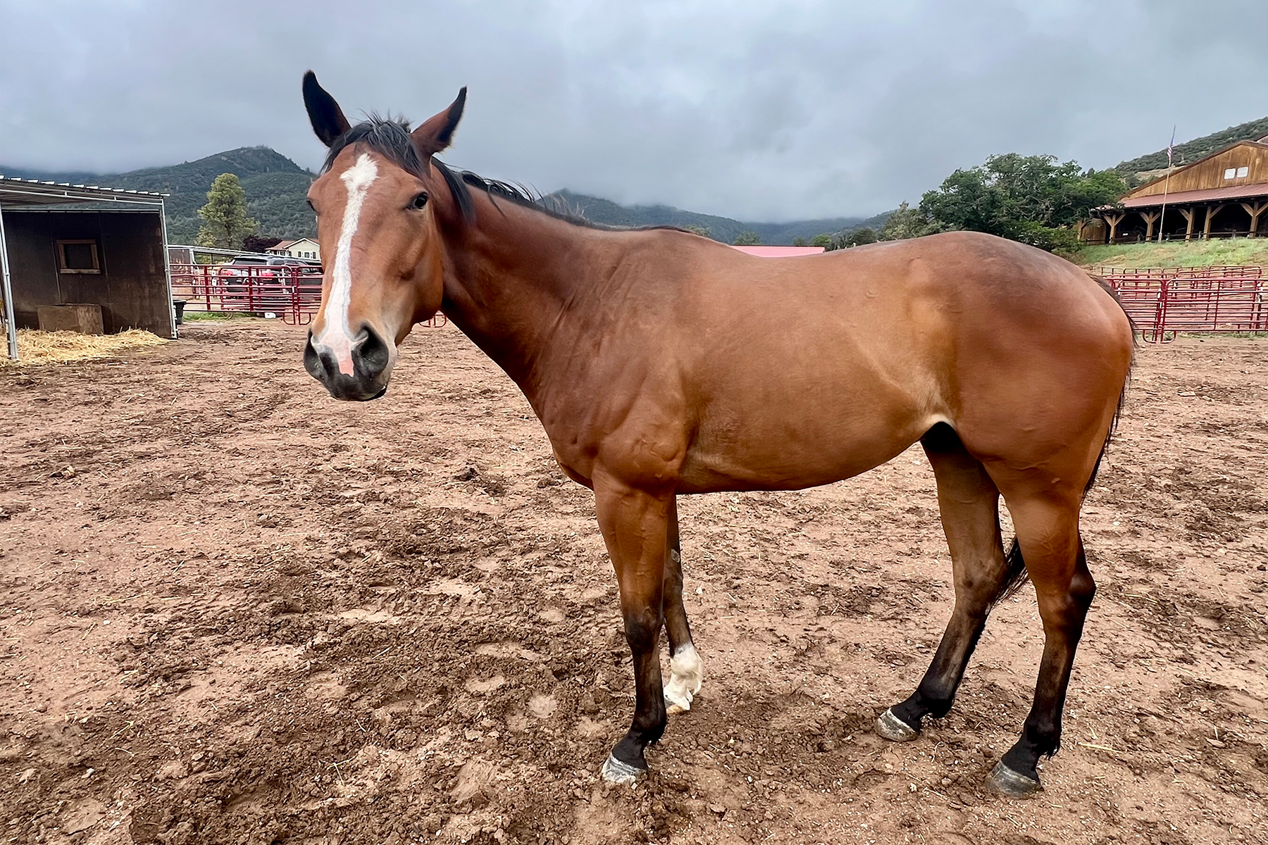 Brown horse standing in a muddy paddock, facing the camera, with a white blaze on its face and hills in the background.