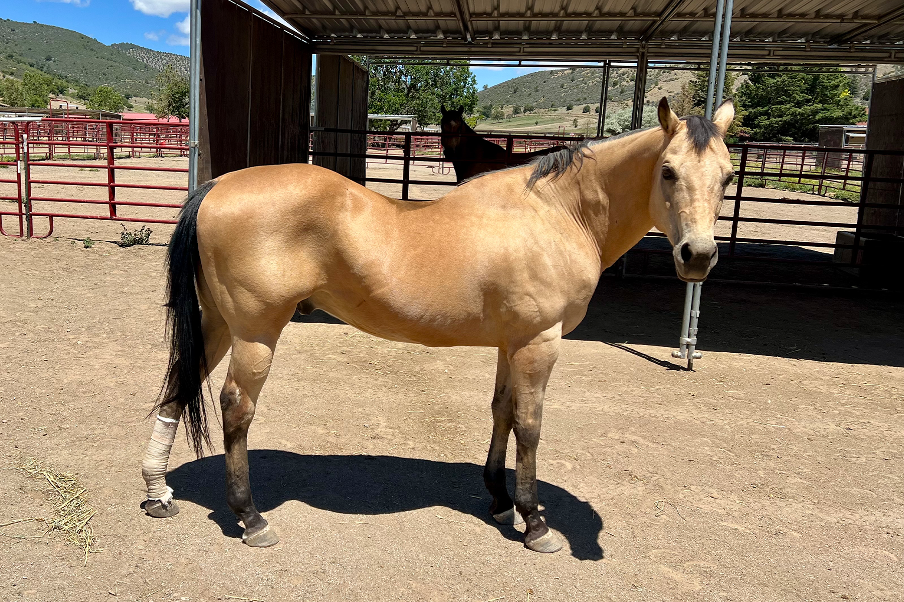 Beige horse with a dark mane stands in a dirt paddock under a metal shelter; front leg wrapped, red fences and hills in the background.
