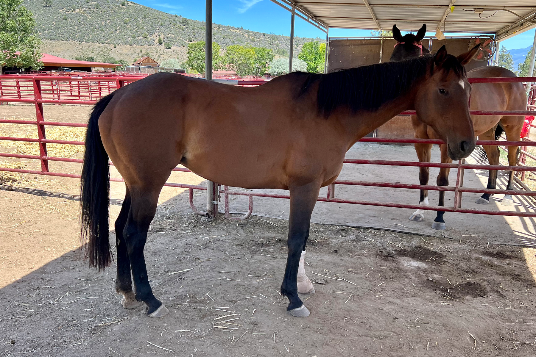 Brown horse with a black mane stands in a red metal corral under a shelter; a second horse is behind it.