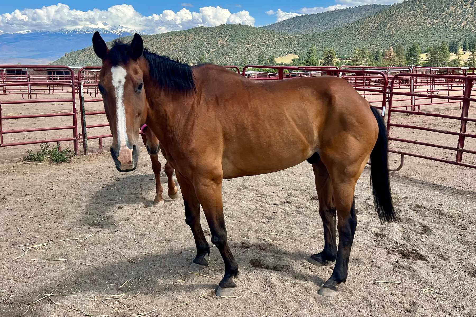 Bay horse with a white blaze on its face stands in a dusty pen with red metal fencing and mountains in the distance under a blue sky.