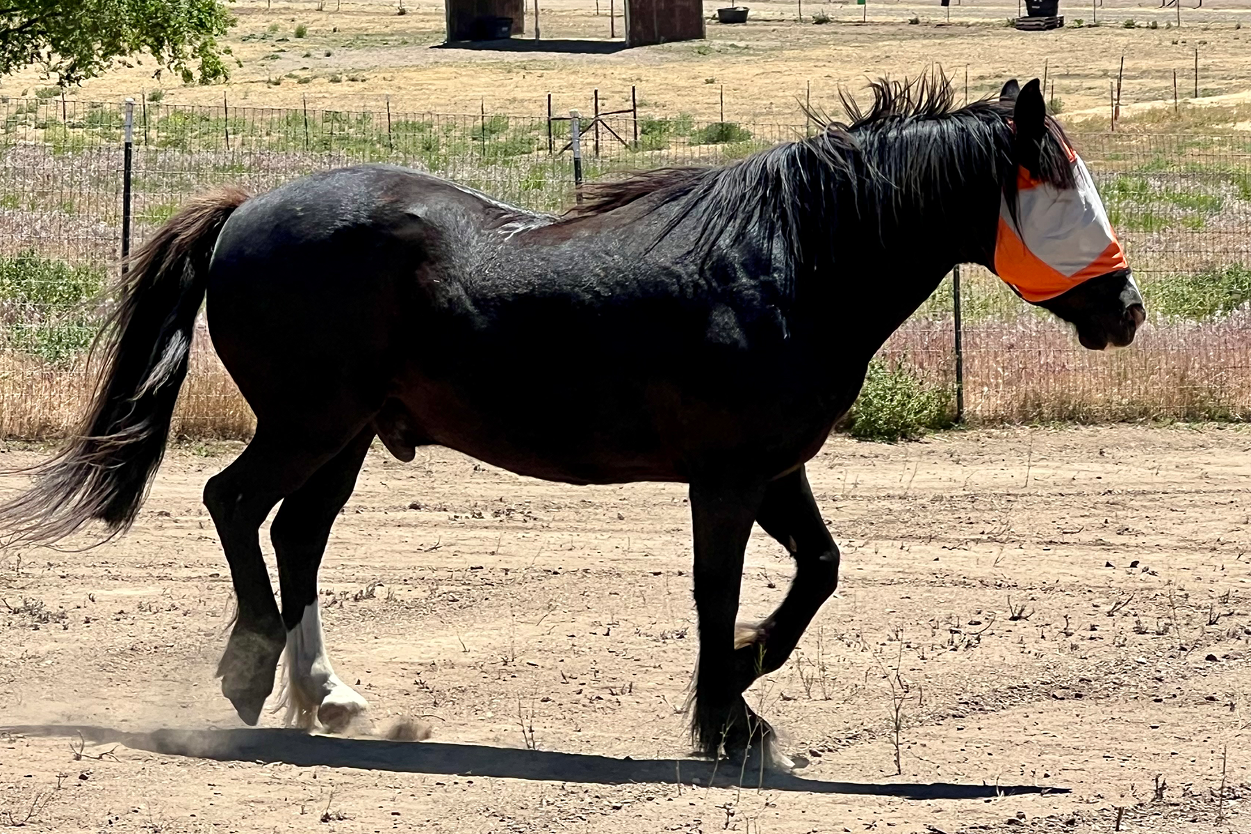 Black horse walking in a dusty paddock, wearing an orange fly mask and white socks on its legs, fence in the background.