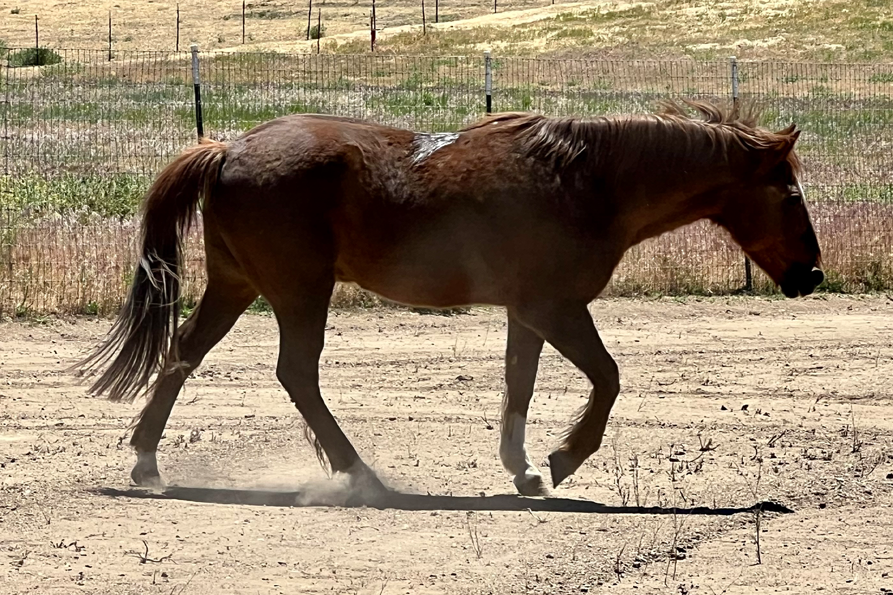 Brown horse walking in a dusty pen, tail swishing, with a wire fence and dry field in the background.