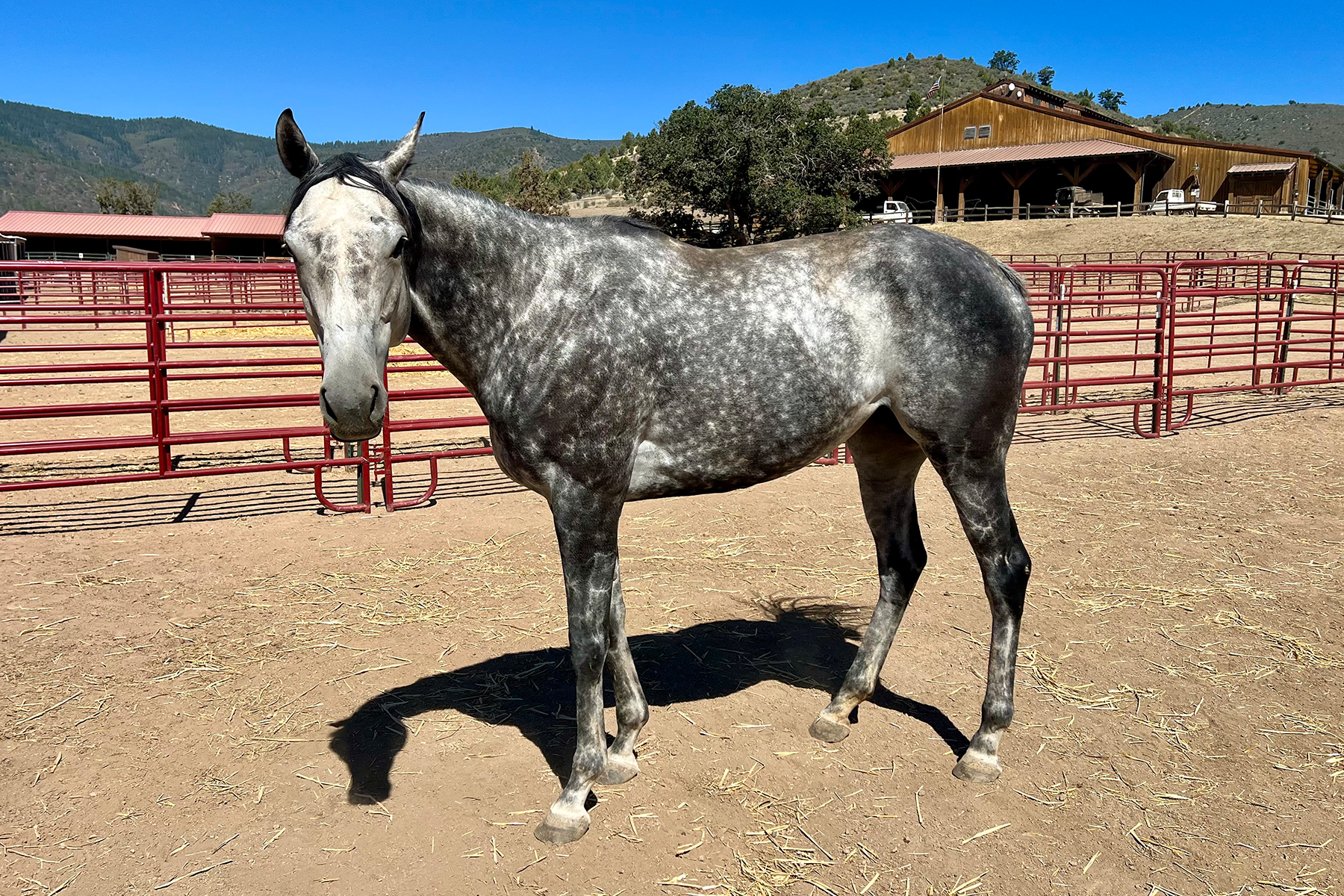 Gray dapple horse standing in a dirt pen with red fencing and a wooden barn in the background under a clear blue sky