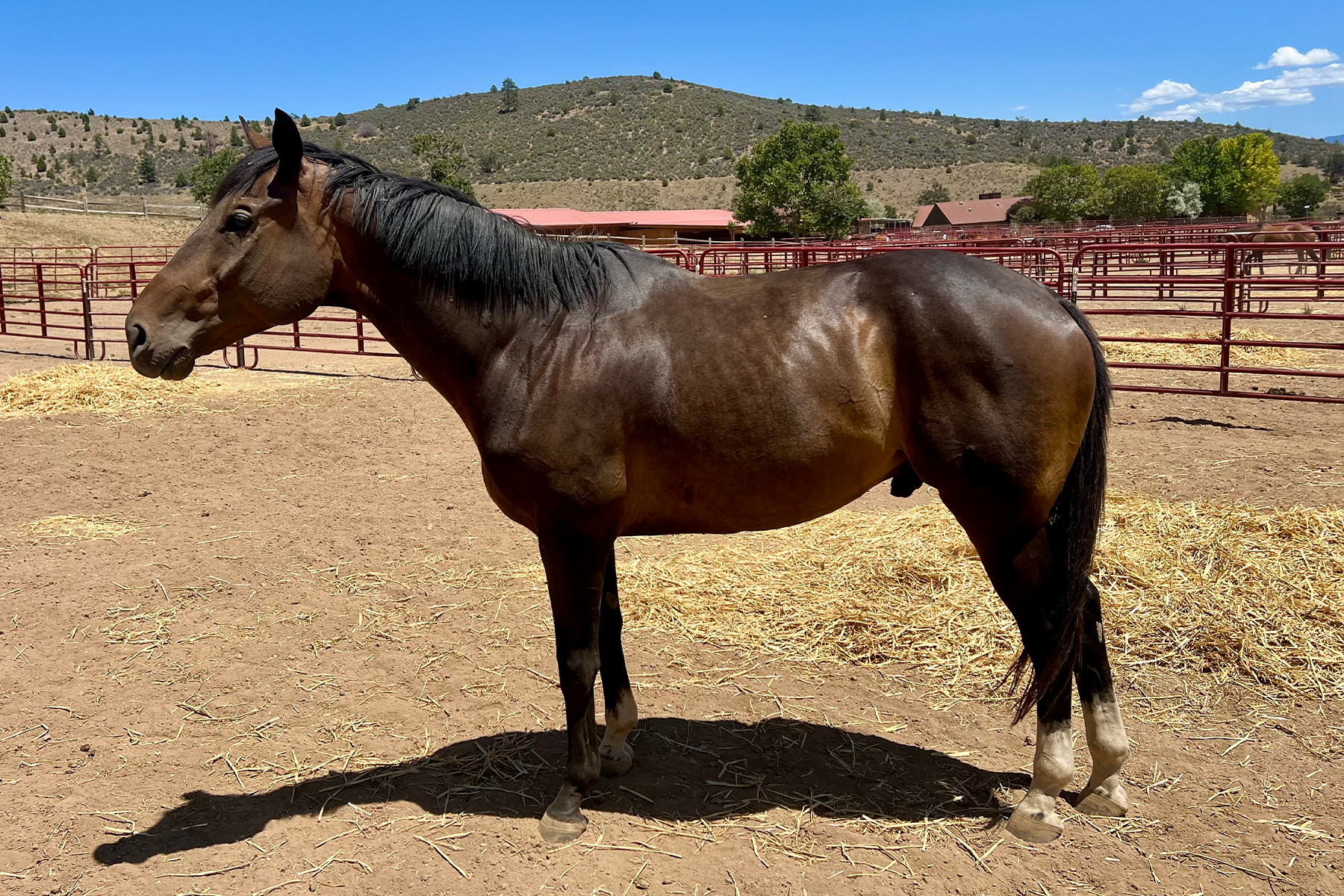 Brown horse standing in a dirt paddock with hay and red fencing, rural ranch hills in the background.