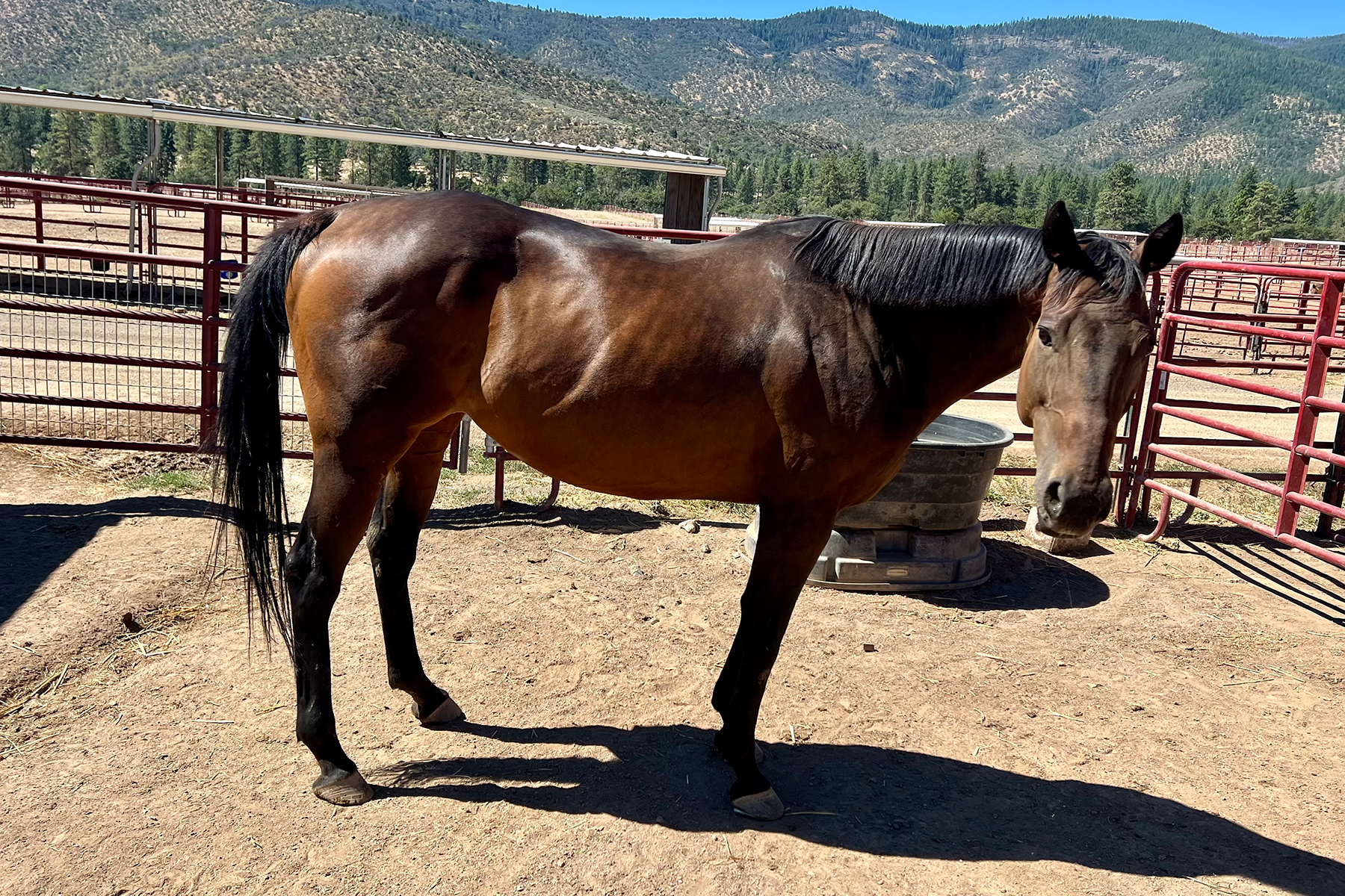 Brown horse standing in a dusty corral with red metal fencing and a mountain range in the background.