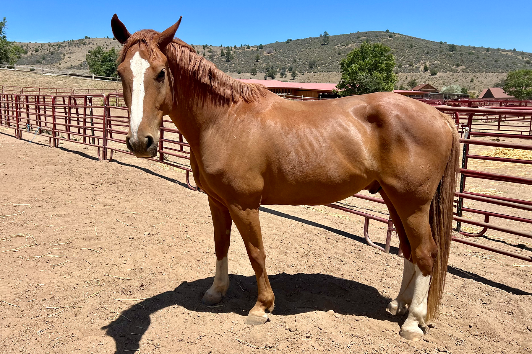 Brown horse with a white blaze stands in a dusty corral, red fencing and distant hills under a blue sky.