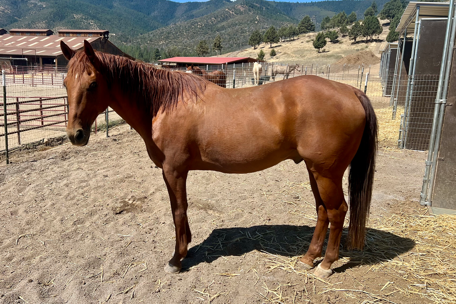 Chestnut horse standing in a dusty paddock inside a fenced area, with barns and mountains in the background