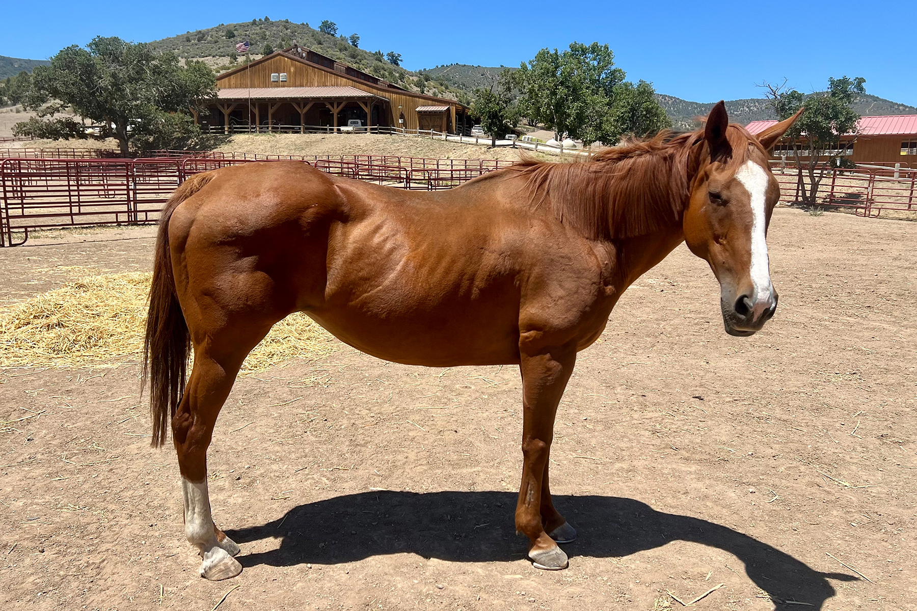 Brown horse with a white blaze on its face stands in a dusty paddock with red fencing and a wooden barn in the background.