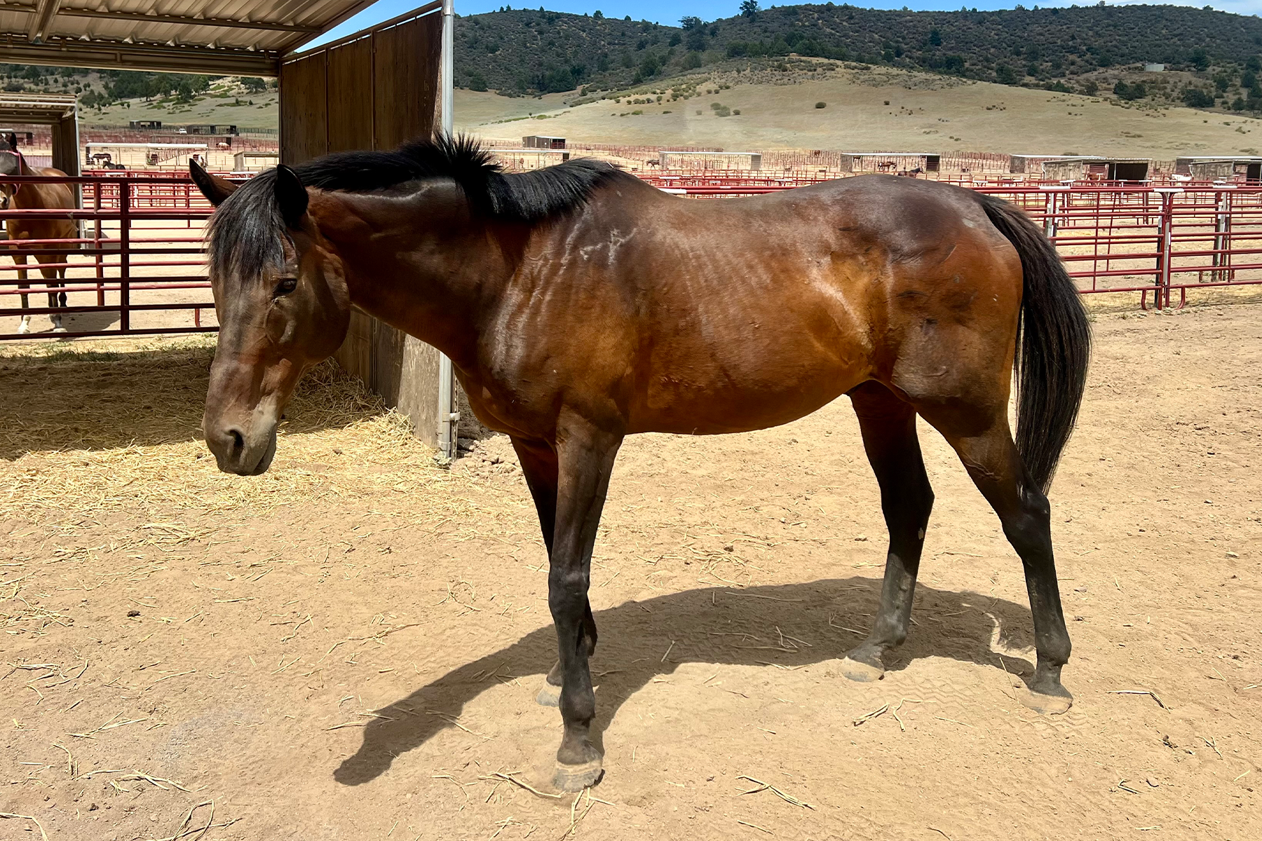 A brown horse standing in a dusty paddock under a shelter, with red metal rails and distant hills in the background.
