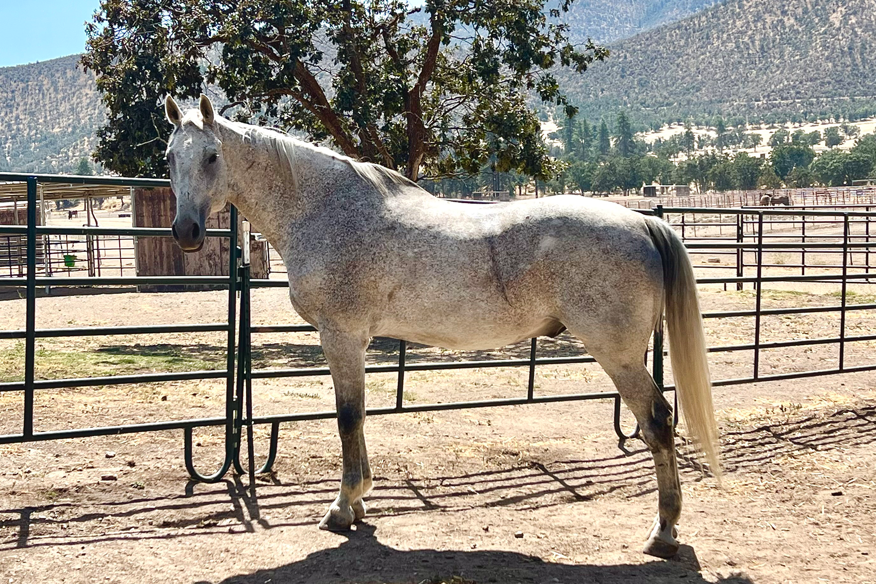 Gray horse standing in a fenced corral under a tree with mountains in the background, sunny day.